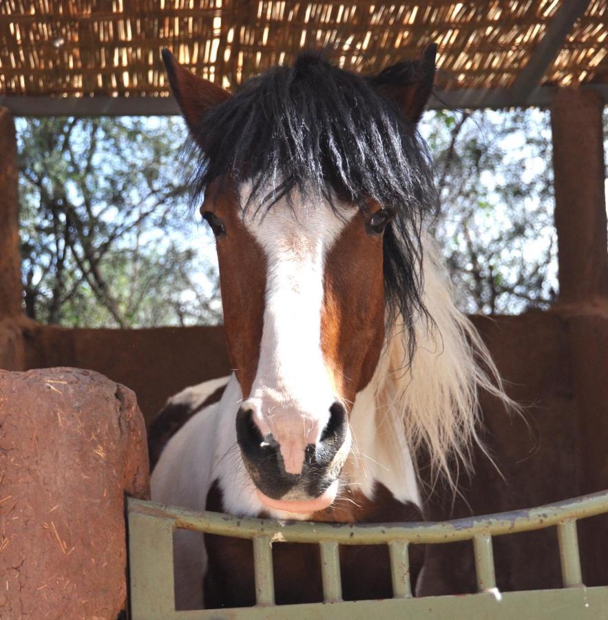 Aït HamidLa Vie En Rose - Horses & Dogs House住宿加早餐旅馆 外观 照片