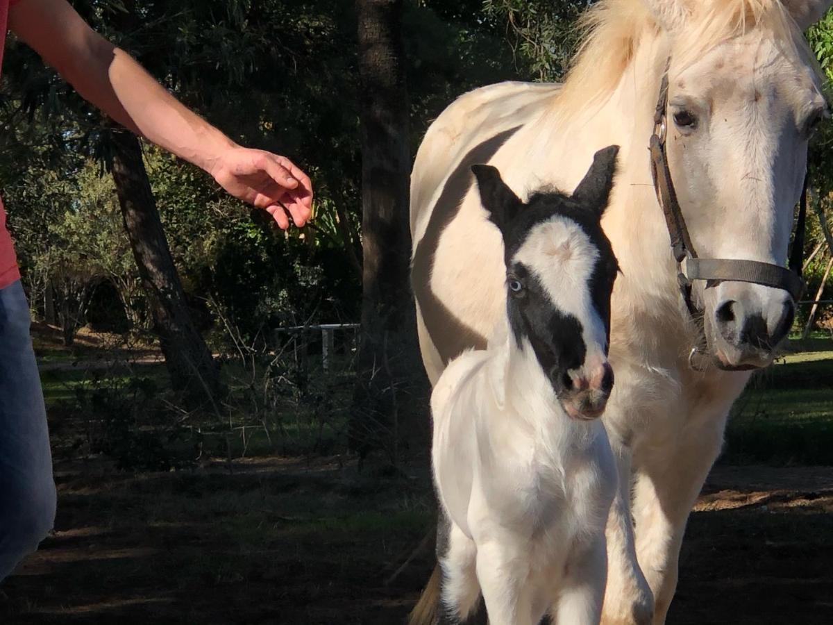 Aït HamidLa Vie En Rose - Horses & Dogs House住宿加早餐旅馆 外观 照片